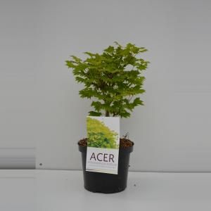 Japanse esdoorn (Acer shirasawanum "Aureum") heester - 30-40 cm - 1 stuks