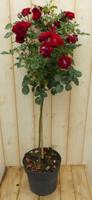 Stamroos 100 cm rood - Warentuin natuurlijk