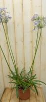 Agapanthus 70 cm - Warentuin natuurlijk