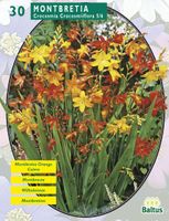 Zomer Bloembollen Montbretia per 30 - Baltus