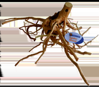 Superfish Spiderwood large
