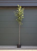 Steeneik Quercus ilex h 325 cm st. omtrek 13 cm st. h 190 cm - Warentuin Natuurlijk