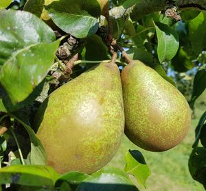 Hoogstam dikke Perenboom