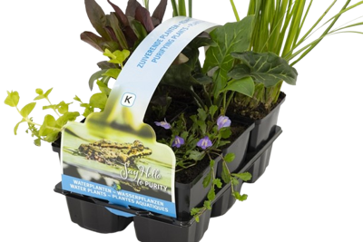 Zuiverende planten in sixpack
