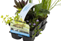 Zuiverende planten in sixpack