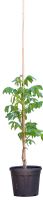 2 stuks! Walnotenboom Lange van Lod Juglans regia Lange van Lod h 90 cm st. omtrek 1,5 cm boom - Warentuin Natuurlijk - thumbnail