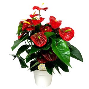 Anthurium &apos;Royal Champion&apos; (Flamingoplant) P 21 cm