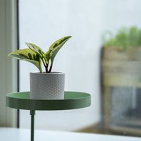 Esschert Design Plantenblad met klem rond M groen - thumbnail