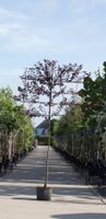 Sierpruim als leiboom Prunus cerasifera Nigra h 300 cm st. omtrek 10 cm st. h 180 cm - Warentuin Natuurlijk