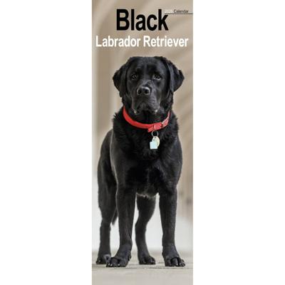 Labrador Retriever Zwart Kalender 2026 Slimline
