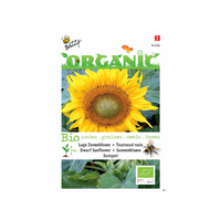 Buzzy lage zonnebloem sunspot (helianthus) - thumbnail