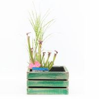 Mini vijver in houten kistje groen - 2 stuks - thumbnail