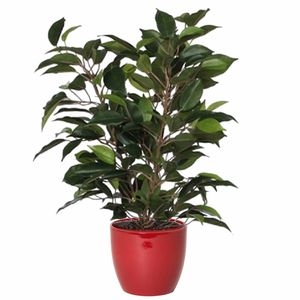 Groene ficus kunstplant 40 cm met plantenpot wijnrood D13.5 en H12.5 cm - Kunstplanten