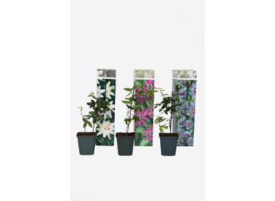 Mix van 3 Passiflora planten