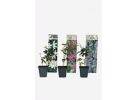 Mix van 3 Passiflora planten
