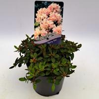 Dwergrhododendron