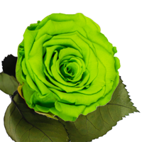 Longlife roos amazing green Longlife roos amazing green