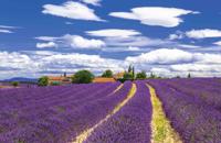 Lavendel 140x90cm Tuindoek - Customize it