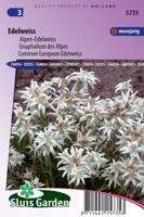 Leontopodium Alpinum zaden Edelweiss