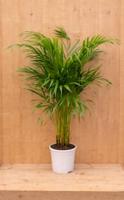 Areca Dypsis Goudpalm H80-100 cm potmaat 17 cm kamerplant Warentuin Natuurlijk - Warentuin natuurlijk