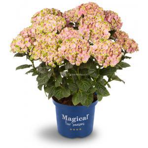 Hydrangea Macrophylla "Magical Coral Pink"® boerenhortensia - 25-30 cm - 1 stuks