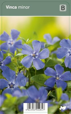 Vips Vinca minor - Kleine maagdenpalm