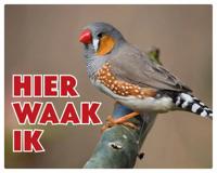 Zebravink Waakbord - Hier Waak Ik