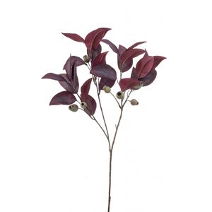 Eucalyptus
