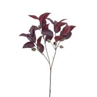 Eucalyptus