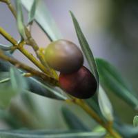 Olijf kunsttak Deluxe 91cm met vruchten