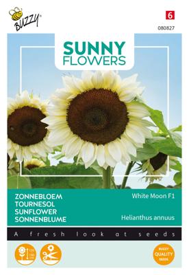 Sunny Flowers, Zonnebloem White Moon of Night - Buzzy