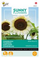 Sunny Flowers, Zonnebloem White Moon of Night - Buzzy