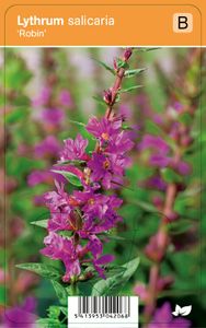 Vips Lythrum salicaria Robin - Kattenstaart