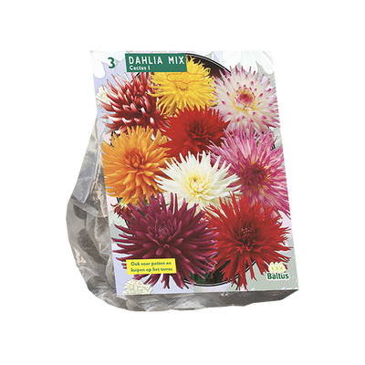 Dahlia