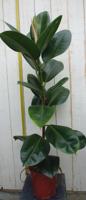 Kamerplant Ficus elastica robusta 80 cm - Warentuin natuurlijk