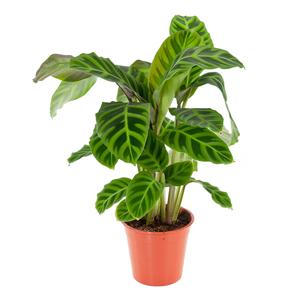 Calathea Zebrina - P 19 cm