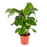 Calathea Zebrina - P 19 cm
