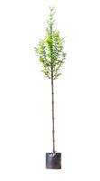 Zuil haagbeuk Carpinus betulus Fastigiata h 250 cm st. omtrek 8 cm st. h 170 cm - Warentuin Natuurlijk - thumbnail