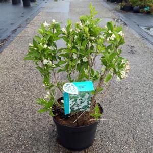 Weigela struik Candida - 80 - 100 cm - 5 stuks