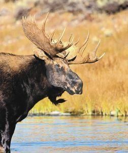 Moose (eland)