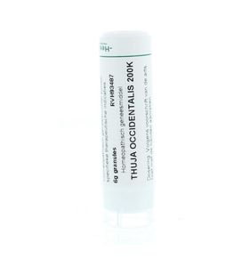 Thuja occidentalis 200K