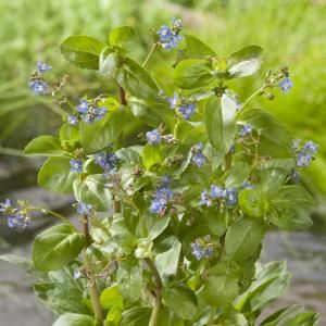 Beekpunge (Veronica beccabunga) moerasplant - 6 stuks