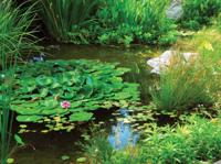 Tuinschilderij wilde vijver 70x50cm - Customize it
