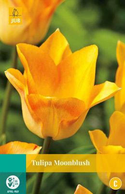 Tulipa Moonblush - Jub
