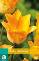 Tulipa Moonblush - Jub