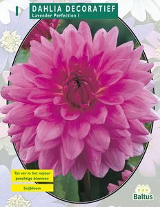 Zomer Bloembollen Dahlia Decoratief Lavender Perfection per 1 - Baltus