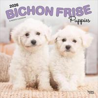 Bichon Frise Puppies Kalender 2026