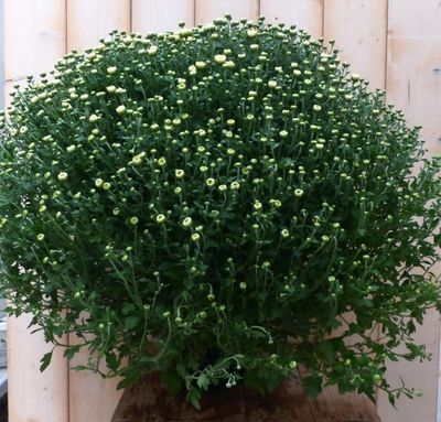 Bol Chrysant Wit GROOT - Warentuin natuurlijk