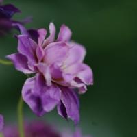Delphinium Kunsttak 85cm Paars