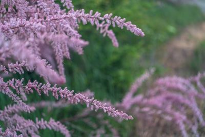 Tamarisk op stam